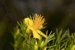 Apalachicola St. Johnswort